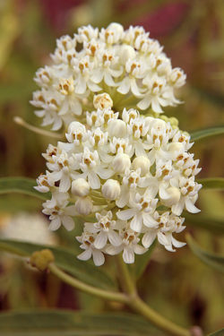 Asclepias incarnata 'Iceberg' shows off clear white flowers. Image courtesy Stuifbergen Bloombollen.