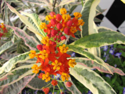Variegated 'Monarch Promise' tropical milkweed. Image courtesy Hort Couture.
