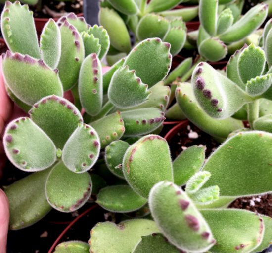 The tiny 'paws' of Bear Paws plant are softy fuzzy with reddish tips. 