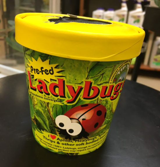 Ladybugs 