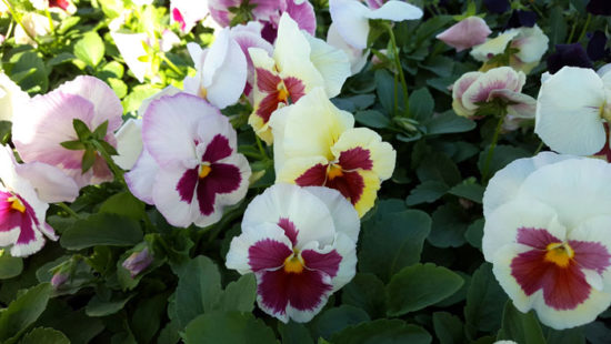 Pansy of the Week