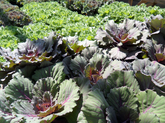 Ornamental cabbage and kale.