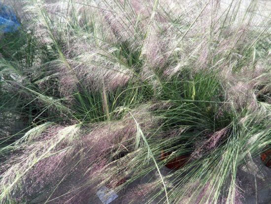  Gulf Muhly Grass