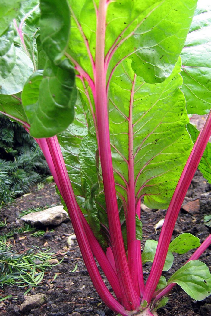 February Gardening: Rhubarb & Horseradish | North Haven Gardens