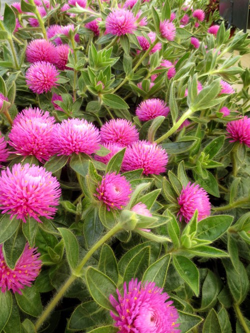 Pink Zazzle™ Gomphrena is available later in the season.