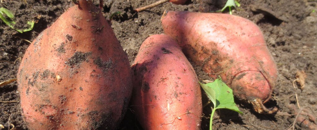 sweet potatoes in soil