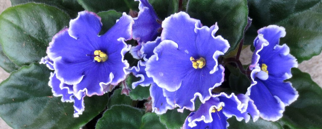 African Violet show and sale