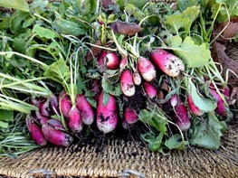 start radishes from seed