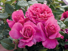 Hybrid tea roses at North Haven Gardens