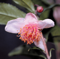 Red Leaf Tea Camellia | North Haven Gardens