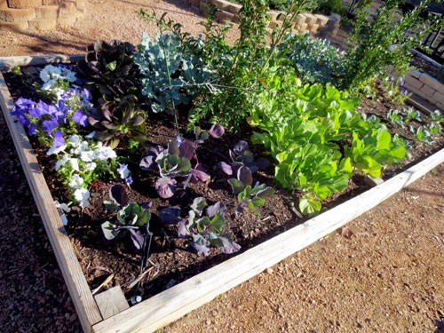Raised Vegetable Bed Installation Service at North Haven Gardens
