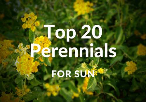 Project Guide Top 20 Perennials For Sun North Haven Gardens