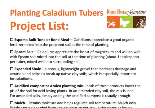 Caladium Planting tips at NHG