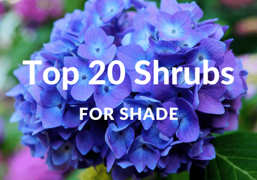 Best Shrubs For North Texas