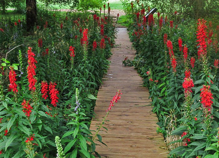 'Vulcan Red' Lobelia colonizing in a part-shade, wet area. Photo courtesy Pond Megastore. 