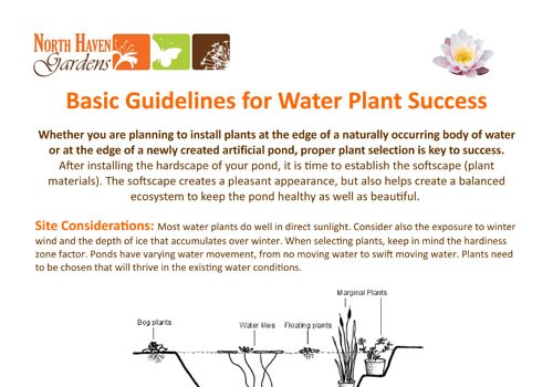 Water Plants How-To