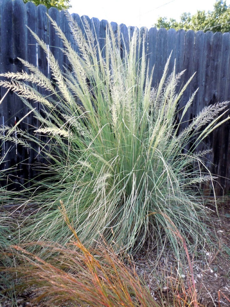 Lindheimer Muhly grass