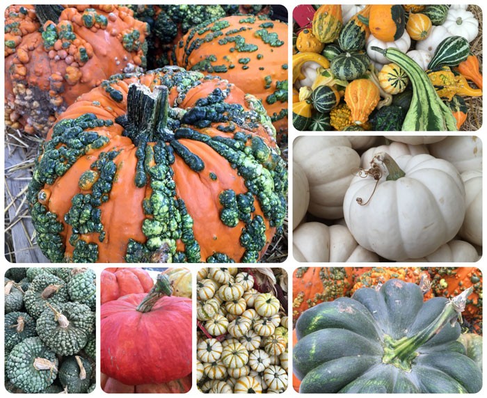 Specialty Pumpkins only $7.99 each