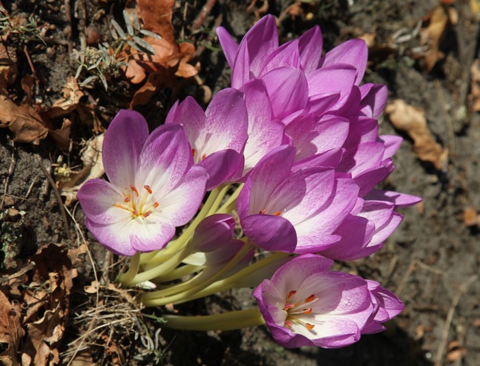 Colchicum 'Lilac Wonder' | North Haven Gardens