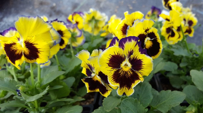 Pansy of the Week!