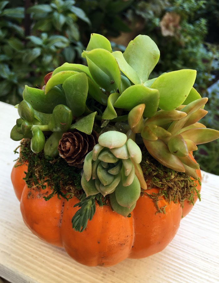 Bring Your Garden Indoors This Fall | North Haven Gardens