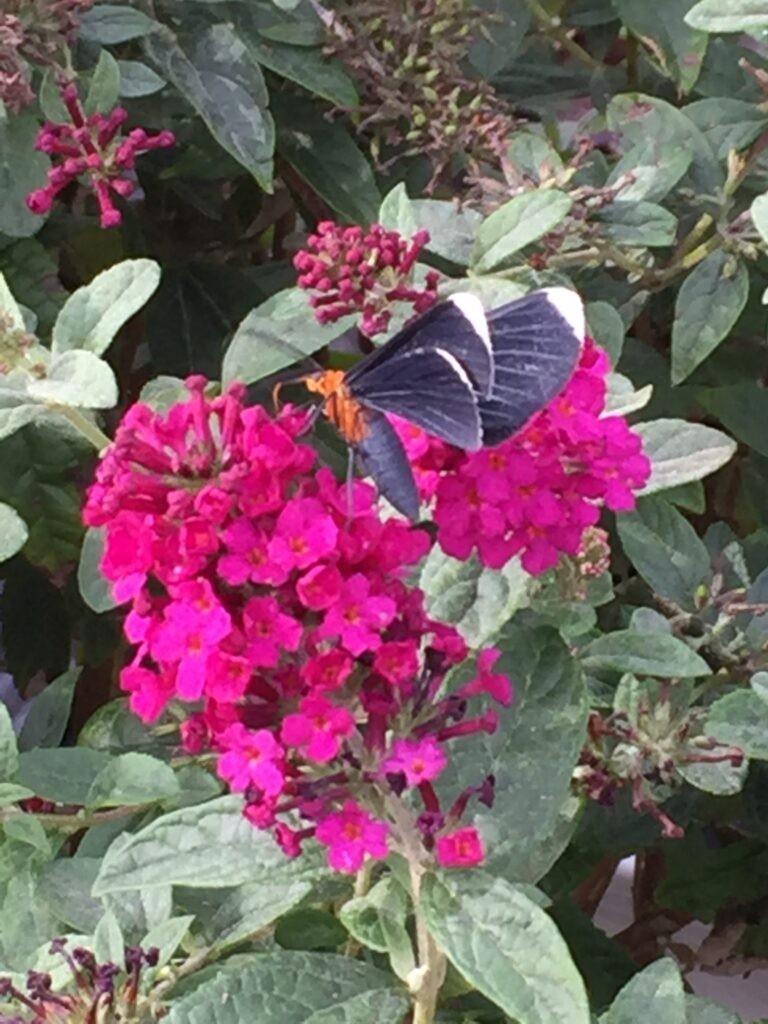 Miss Molly' Butterfly Bush Buddleia