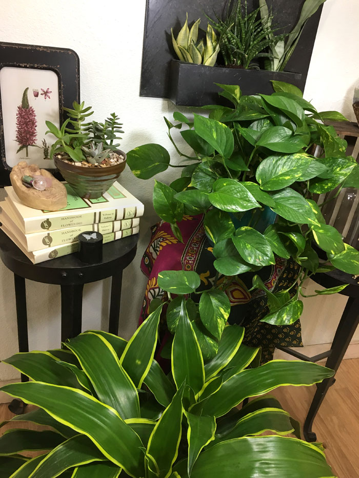 chic house plants