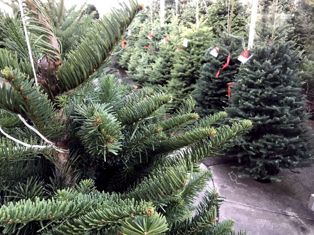The very best fresh cut Christmas trees