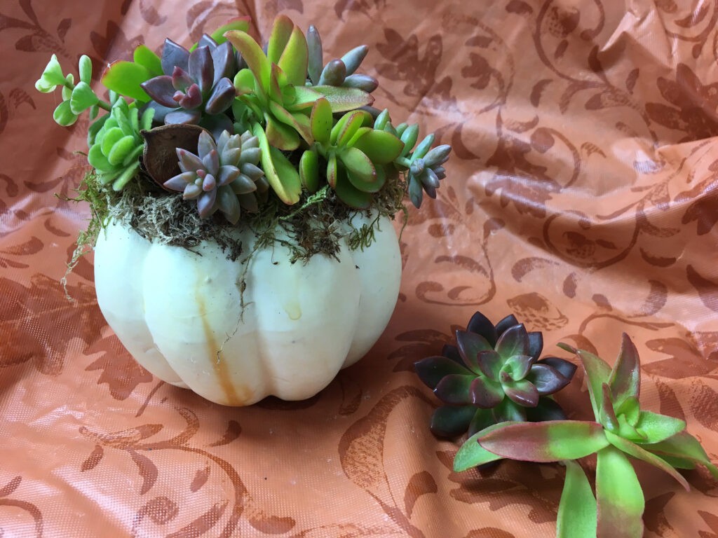 Mini Succulent Pumpkins | North Haven Gardens